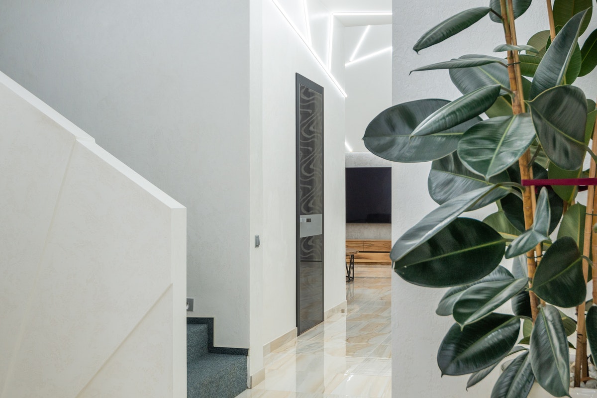 plantas de interior que decoran y mejoran espacios