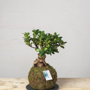 Kokedama Ficus Ginseng
