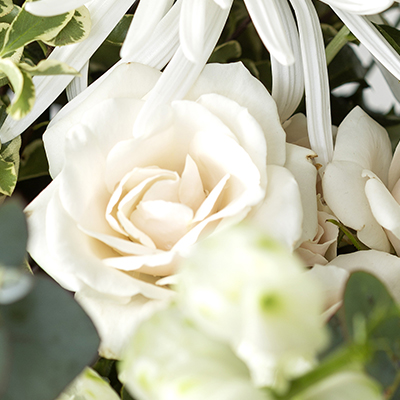 Rosa blanca ramificada