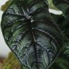 2 Kokedama Alocasia Dragon Scale detalle