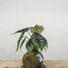 2 Kokedama Alocasia Dragon Scale general