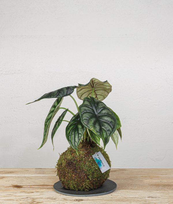 2 Kokedama Alocasia Dragon Scale general