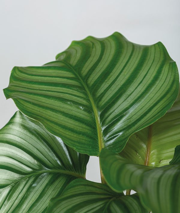 Detalle de la Kokedama Calathea Orbifolia