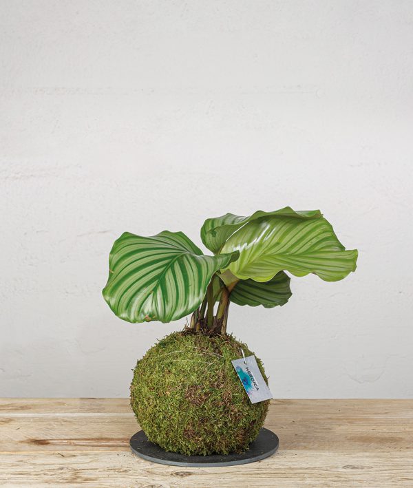 Kokedama Calathea Orbifolia