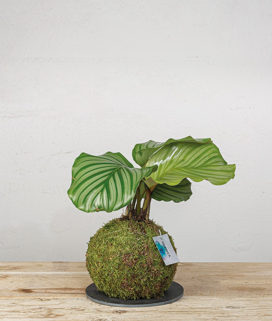 Kokedama Calathea Orbifolia Kokedama Calathea Orbifolia