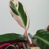 2 Kokedama Calathea TRIOSTAR detalle