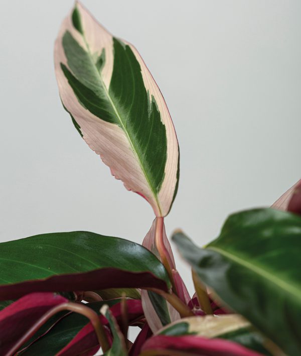 2 Kokedama Calathea TRIOSTAR detalle