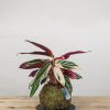 2 Kokedama Calathea TRIOSTAR general