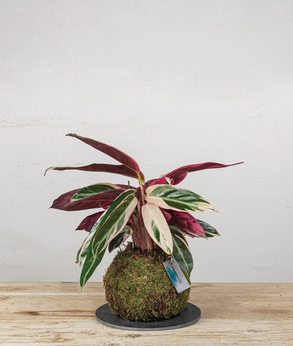 2 Kokedama Calathea TRIOSTAR general