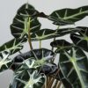 2 Kokedama alocasia amazonica detalle