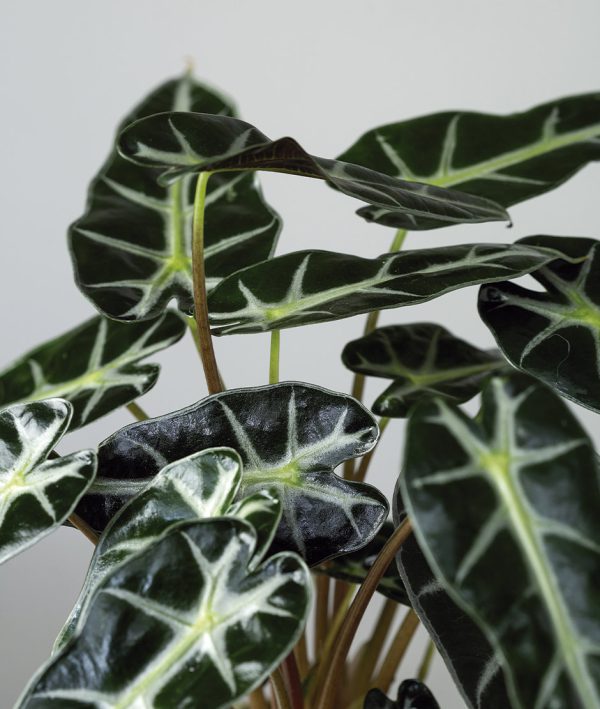 Kokedama Alocasia Amazonica