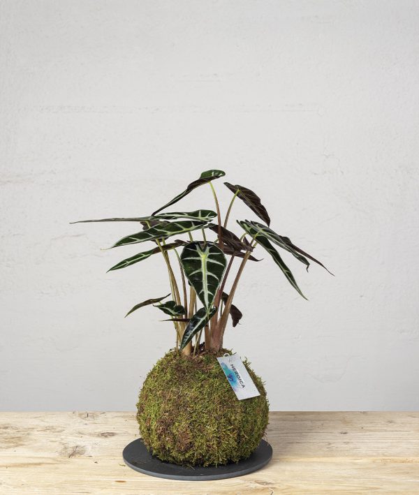 comprar Kokedama Alocasia Amazonica