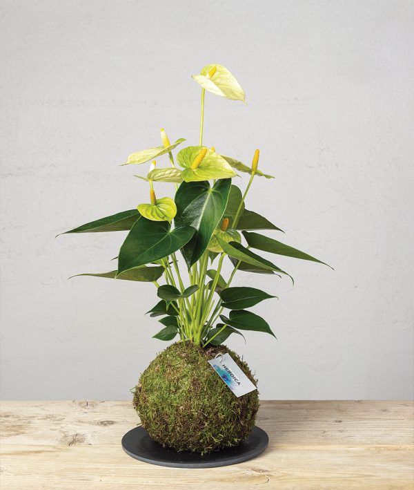 Kokedama Anthurium Blanco