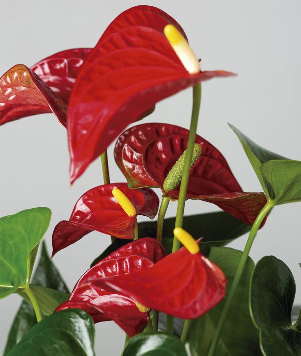 Kokedama Anthurium Rojo