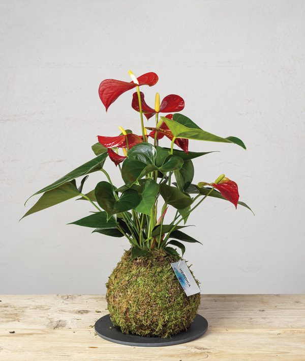 Kokedama Anthurium Rojo