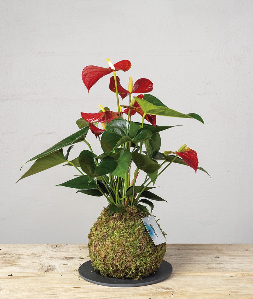 2 Kokedama anthurium rojo general