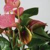 Kokedama Anthurium Rosa