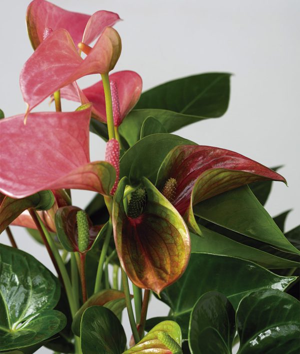 Kokedama Anthurium Rosa