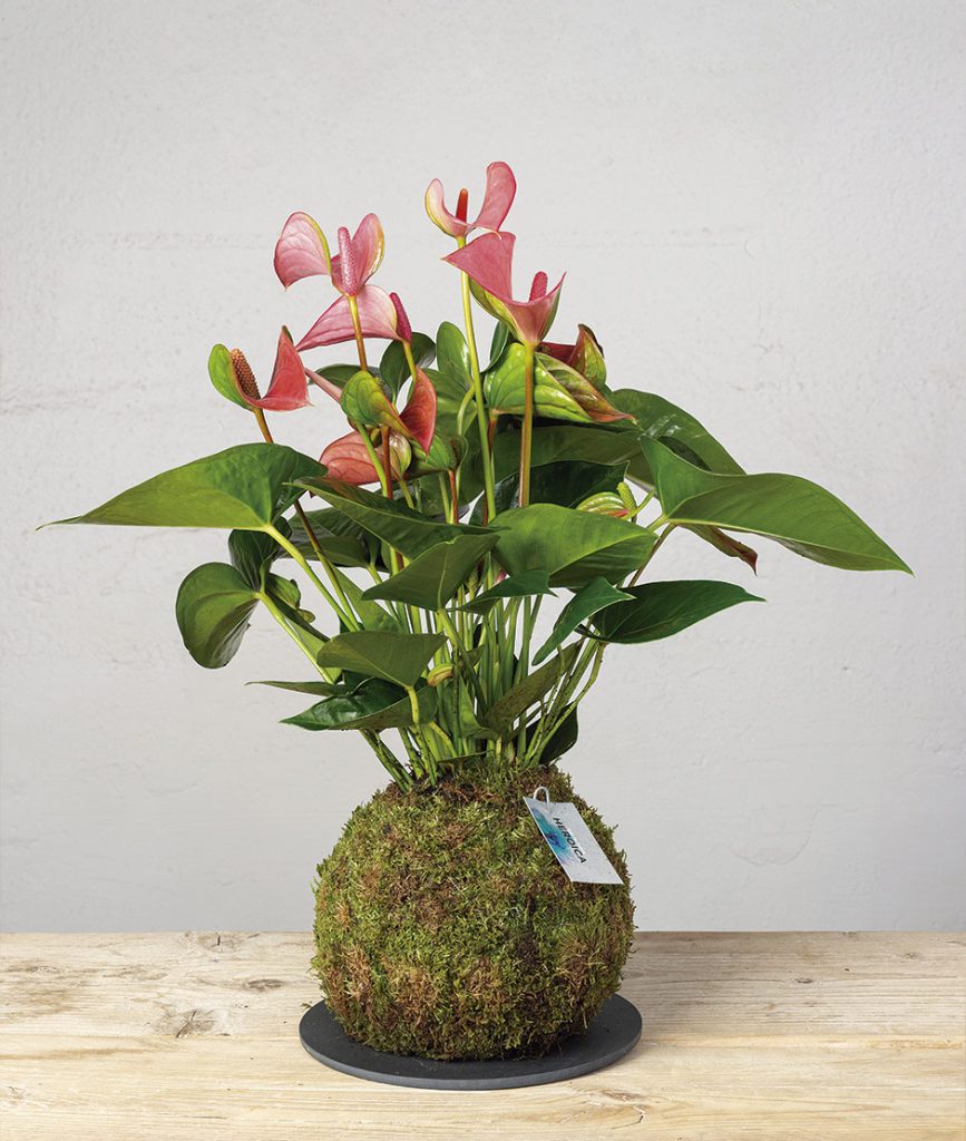 2 Kokedama anthurium rosa general