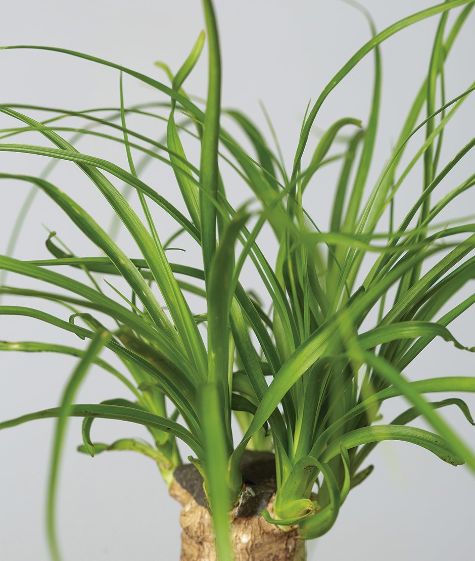 Kokedama Beacaurnea Recurvata