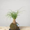 2 Kokedama beacaurnea recurvata general 1