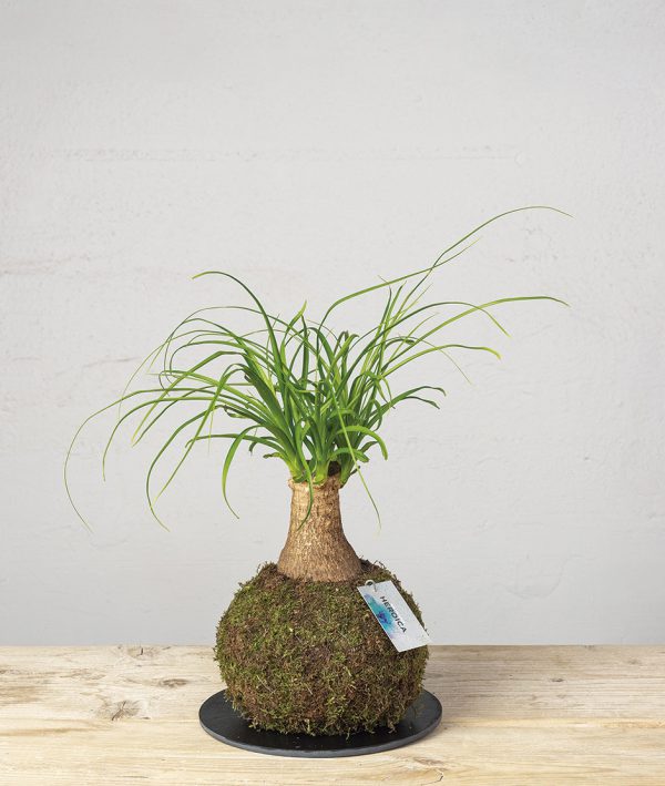 2 Kokedama beacaurnea recurvata general 1