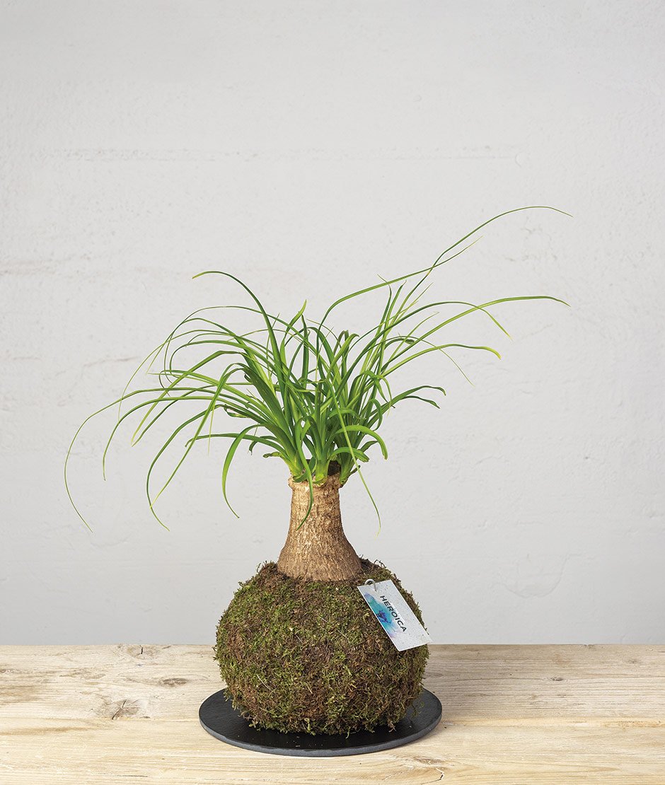 kokedama más bonita