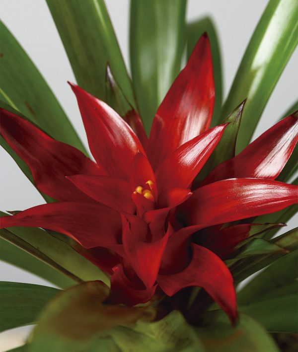 Kokedama Bromelia Guzmania