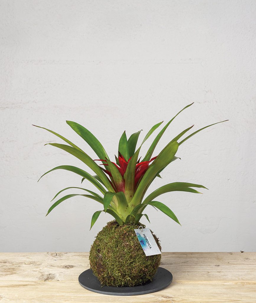 2 Kokedama bromelia guzmania general