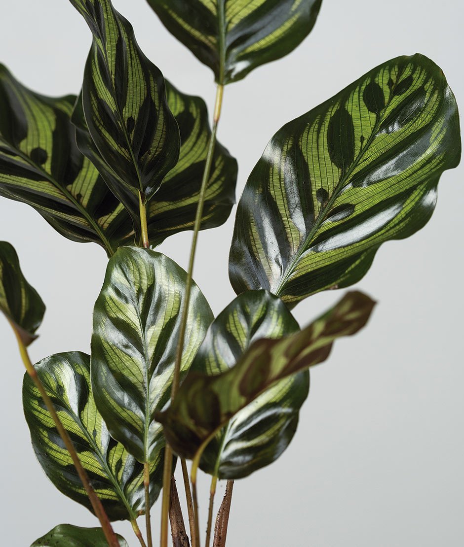 Kokedama Calathea Makoyana qué es una Kokedama Calathea Makoyana