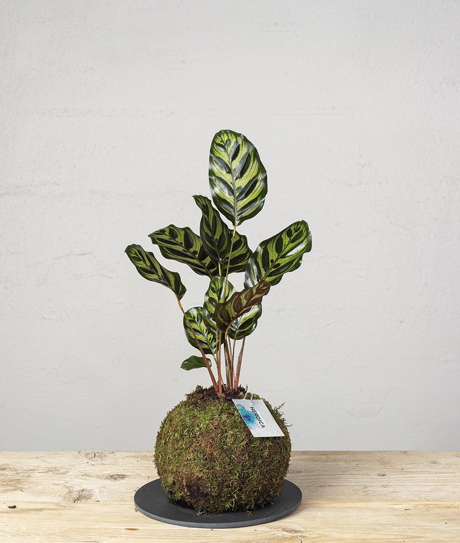 Kokedama Calathea Makoyana dónde encontrar kokedamas en Barcelona