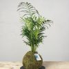 2 Kokedama chamaedorrea general