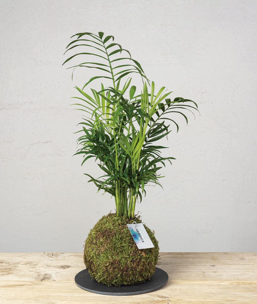 2 Kokedama chamaedorrea general