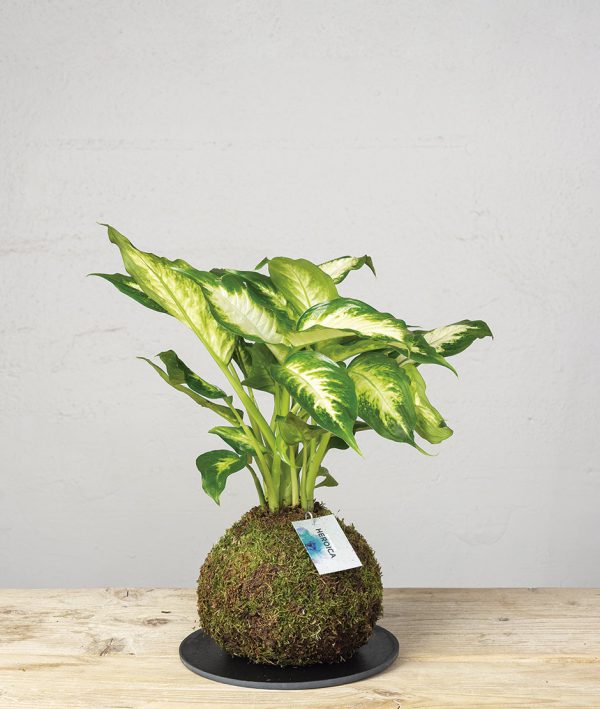 Kokedama Dieffenbachia