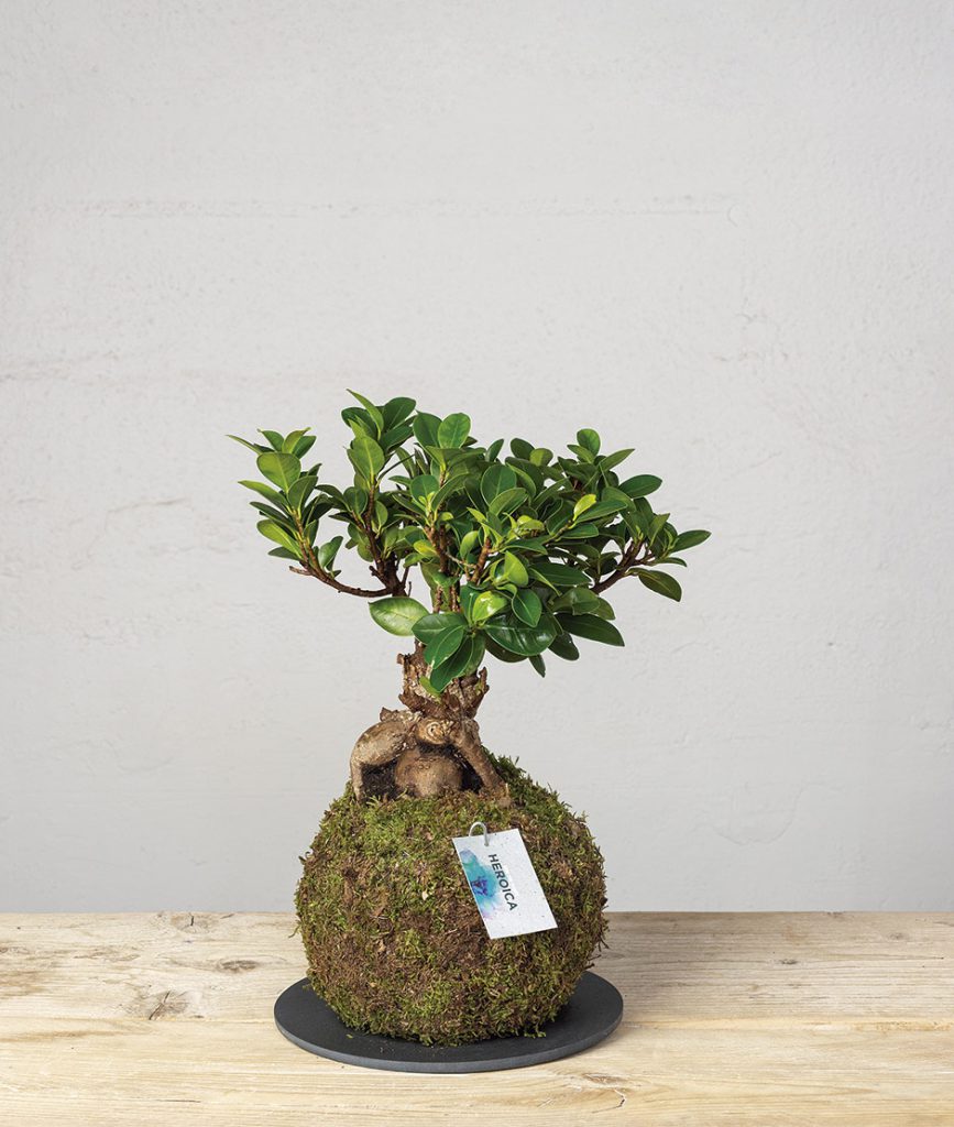 2 Kokedama ficus ginseng general