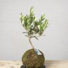 2 Kokedama olea europeae general