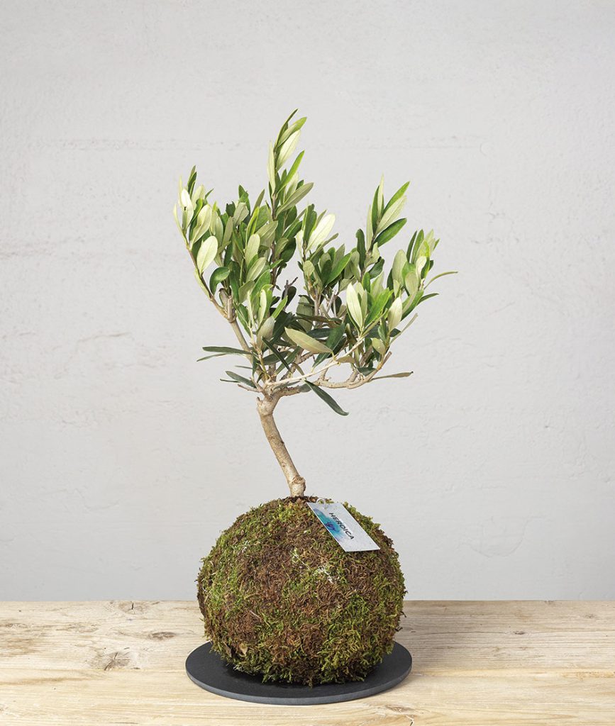 2 Kokedama olea europeae general