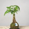 2 Kokedama pachira acuatica general