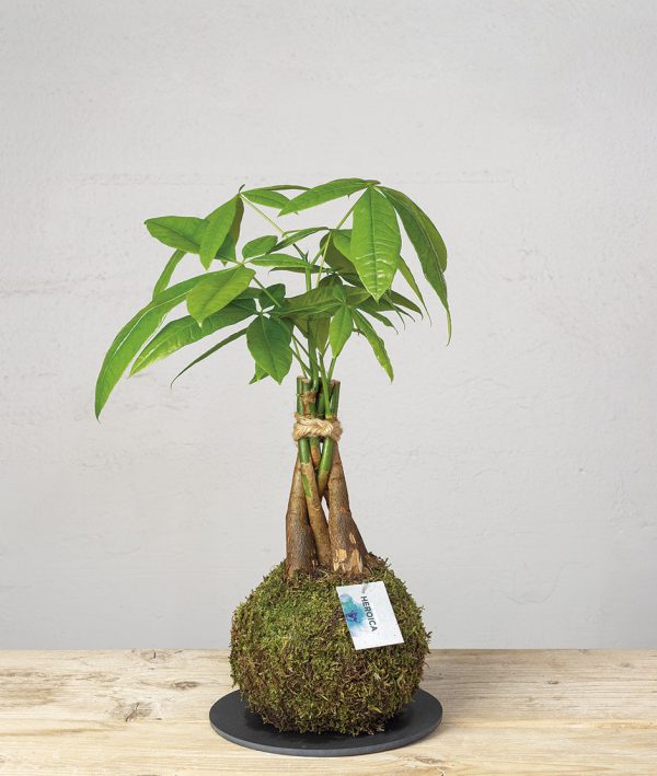 2 Kokedama pachira acuatica general