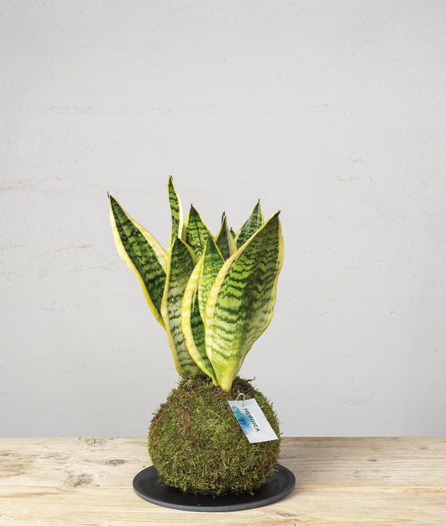 2 Kokedama sansevieria general