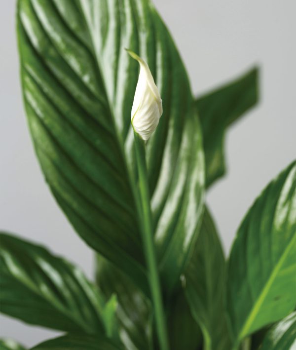 Kokedama Spathiphyllum