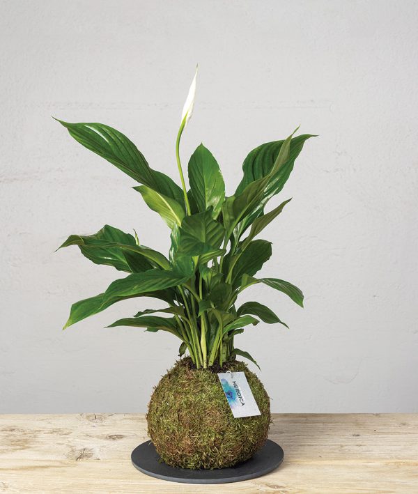 Regalar Kokedama Spathiphyllum