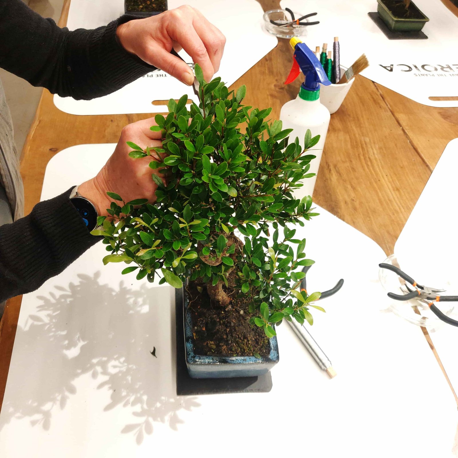 HEROICA taller de bonsais manos scaled 1