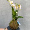 Orquidea Kokedama 1