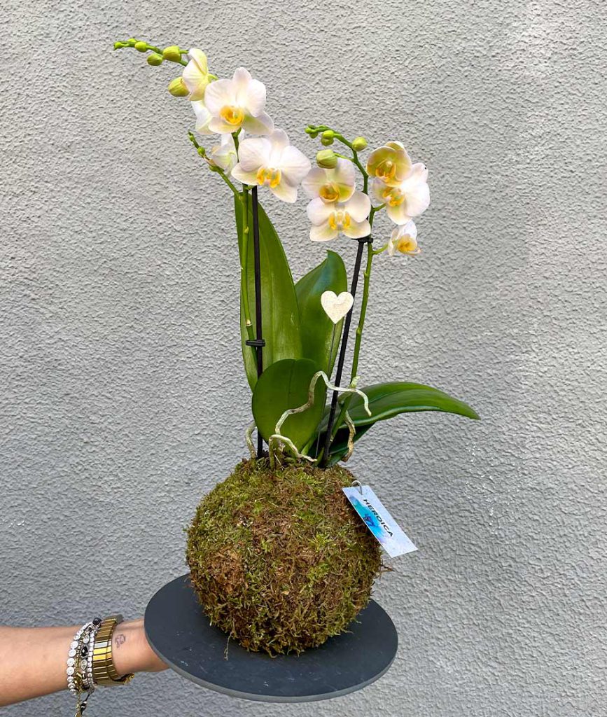 Orquidea Kokedama 1