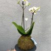 Orquidea Kokedama 3