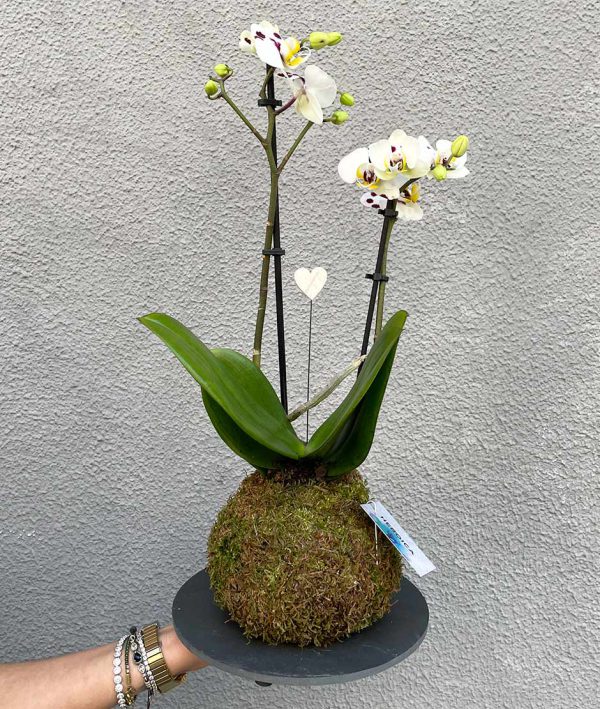 Orquidea Kokedama 3