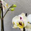 Orquidea Kokedama 4