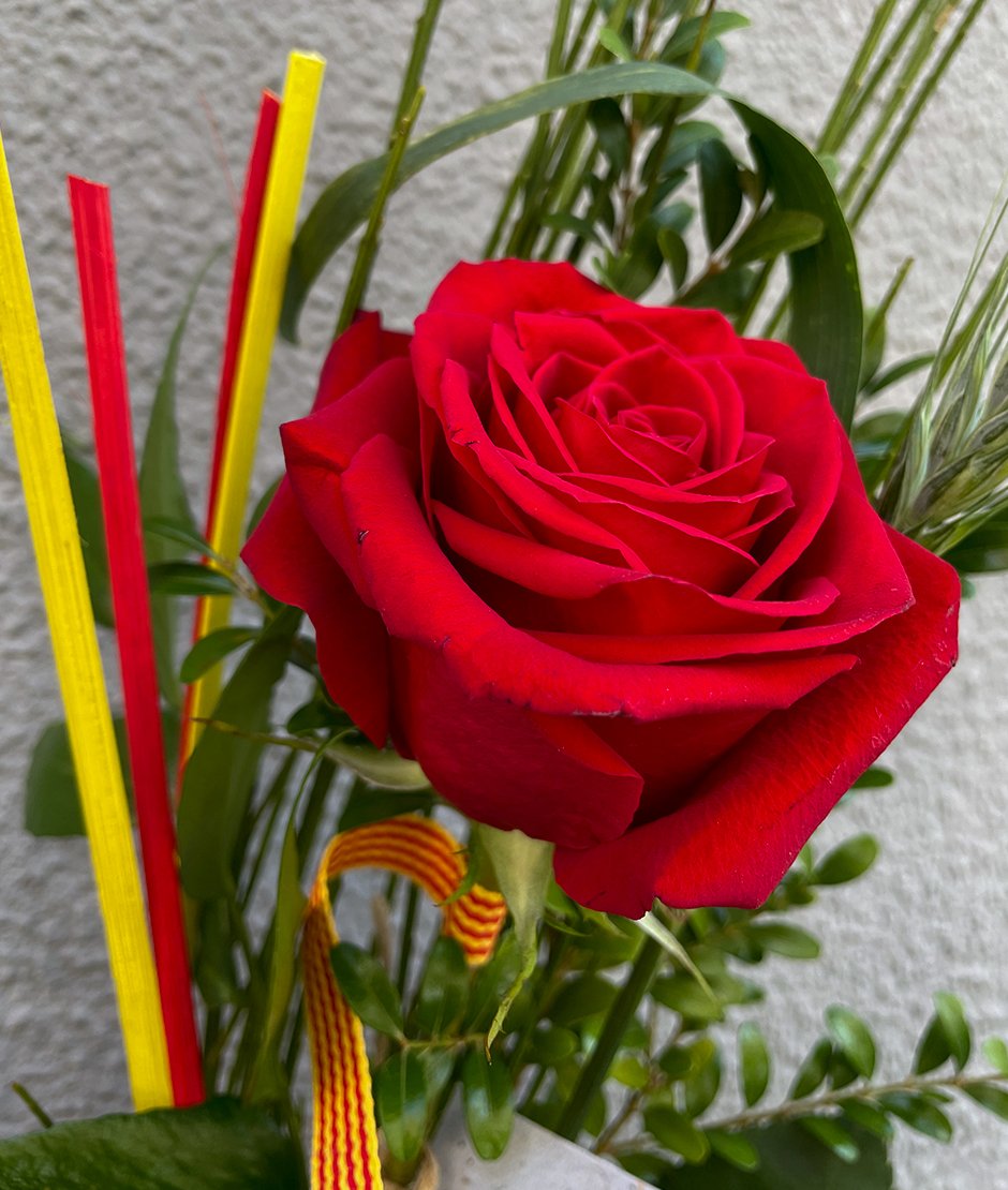 Comprar Rosa Barcelona Comprar Rosa Barcelona