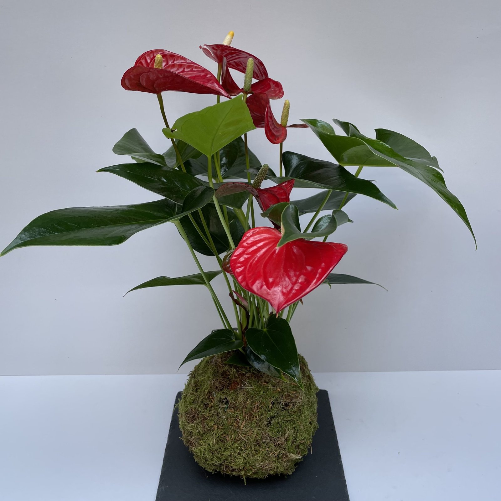 kokedama anthurium scaled 1